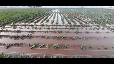 Standing crop in an inundated state in Shahbad of Kurukshetra district. (HT Photo) Standing crop in an inundated state in Shahbad of Kurukshetra district. (HT Photo)