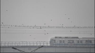 The application by DAMEPL was filed in response to an affidavit by DMRC filed on January 5, in which Metro made a partial/ limited disclosure of its bank accounts with respect to  ₹1,642.69 crore out of the total funds of  ₹5,800.93 crore that it had disclosed in the court through its last affidavit filed on December 21, 2021. (ANI)