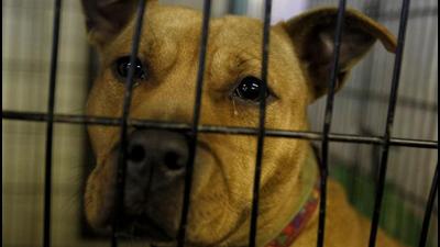 A senior veterinary department official said that the facility will come up on a 700 square metre site inside the 4-acre dog centre complex in Dwarka where the sterilisation centre is already operational. (Representational image/Reuters File) A senior veterinary department official said that the facility will come up on a 700 square metre site inside the 4-acre dog centre complex in Dwarka where the sterilisation centre is already operational. (Representational image/Reuters File)