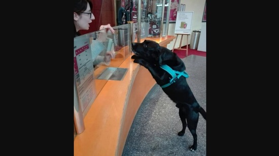 The doggo at the movie theatre, trying to ‘buy’ a movie ticket from his mom. (reddit/@SirMustardo) The doggo at the movie theatre, trying to ‘buy’ a movie ticket from his mom. (reddit/@SirMustardo)