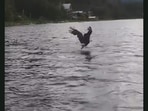 The bald eagle as it snatches the fish away before the person can catch it, in a lake in Canada. (Jukin Media) The bald eagle as it snatches the fish away before the person can catch it, in a lake in Canada. (Jukin Media)