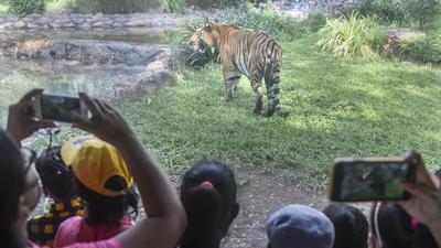 Tigers from Kanha and Bandhavgarh Tiger Reserves will be shifted to the tiger safari facility at Madhav National Park. (Representational Image/PTI) Tigers from Kanha and Bandhavgarh Tiger Reserves will be shifted to the tiger safari facility at Madhav National Park. (Representational Image/PTI)