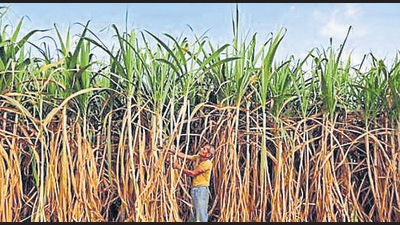 A protesting farmer said the sugar mill owners were not paying their sugarcane dues to the tune of ₹18 to ₹20 crore and they will not lift the blockade from the Ludhiana-Sangrur road till the payment is made. (Reuters File Photo/ Representational image) A protesting farmer said the sugar mill owners were not paying their sugarcane dues to the tune of ₹18 to ₹20 crore and they will not lift the blockade from the Ludhiana-Sangrur road till the payment is made. (Reuters File Photo/ Representational image)