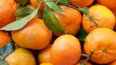Citrus fruits: Oranges, sweetlime, amla etc are rich in vitamin C which has antioxidant properties and helps support immune cells against oxidative damage by neutralizing free radicals before they can cause harm to cells. It helps in faster wound healing. (Shutterstock) Citrus fruits: Oranges, sweetlime, amla etc are rich in vitamin C which has antioxidant properties and helps support immune cells against oxidative damage by neutralizing free radicals before they can cause harm to cells. It helps in faster wound healing. (Shutterstock)