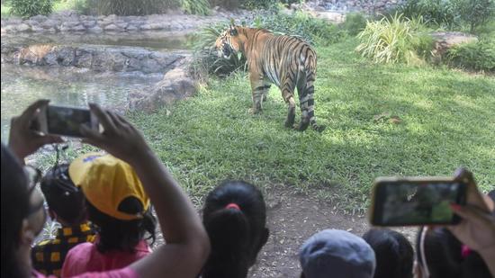 Tigers from Kanha and Bandhavgarh Tiger Reserves will be shifted to the tiger safari facility at Madhav National Park. (Representational Image/PTI)