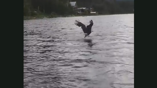 The bald eagle as it snatches the fish away before the person can catch it, in a lake in Canada.&nbsp;(Jukin Media)