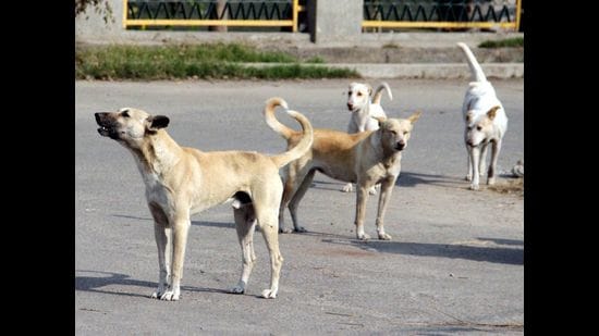 Lack of NGOs put a leash on Pune's canine population control measures -  Hindustan Times