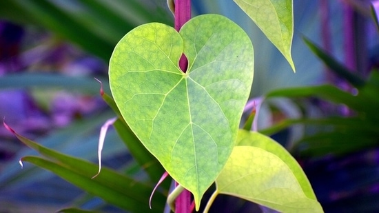 Also known as Amruta and Guduchi, the climbing shurb with heart-shaped leaves, is primarily found in India(Pixabay)