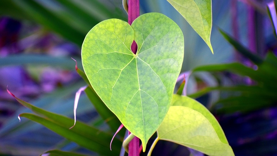 Also known as Amruta and Guduchi, the climbing shurb with heart-shaped leaves, is primarily found in India (Pixabay) Also known as Amruta and Guduchi, the climbing shurb with heart-shaped leaves, is primarily found in India (Pixabay)