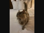 The cat named Pandora who accompanied her human on a work trip. (reddit/@Mojo_of_Jojos) The cat named Pandora who accompanied her human on a work trip. (reddit/@Mojo_of_Jojos)