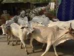 The cows were still in the compound and 20 quintals of fodder had been arranged for them, the official said.(Biplov Bhuyan/HT PHOTO/Representational Image) The cows were still in the compound and 20 quintals of fodder had been arranged for them, the official said.(Biplov Bhuyan/HT PHOTO/Representational Image)