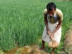 As on January 10, the total area sown under rabi crops is 65.2 million hectares.