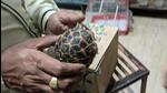 The Indian star tortoise, the sale of which is banned under the Wildlife Protection Act, at a pet shop in the Capital. (Sourced) The Indian star tortoise, the sale of which is banned under the Wildlife Protection Act, at a pet shop in the Capital. (Sourced)
