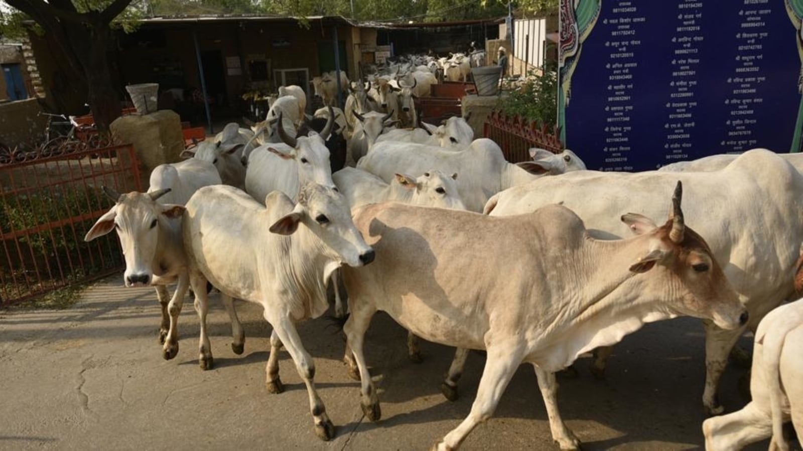 Irked by stray cattle, locals drive hundreds of cows into civic body's compound