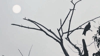 Fog cover in Chandigarh making the sun look like the moon around 11am on Wednesday. (Ravi Kumar/HT)