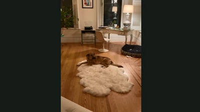 The image, taken from the video, shows the dog sitting on the floor. (Jukin Media)