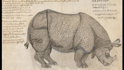 Rhinoceros (with measurements) by Gangaram Tambat, 1790. (SOURCE: YALE COLLECTION OF BRITISH ART) Rhinoceros (with measurements) by Gangaram Tambat, 1790. (SOURCE: YALE COLLECTION OF BRITISH ART)