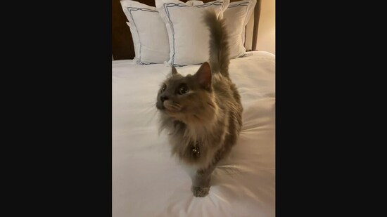 The cat named Pandora who accompanied her human on a work trip.&nbsp;(reddit/@Mojo_of_Jojos)