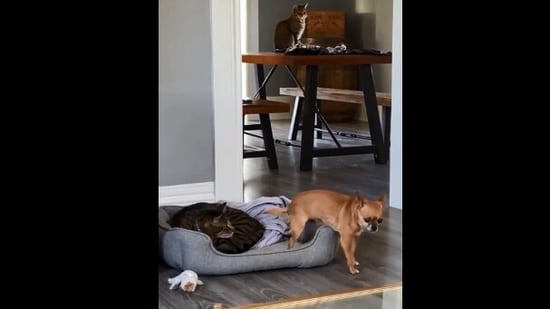 The image, taken from the Reddit video, shows a dog trying to sit on a bed already occupied by a cat.(Reddit/@NewFound)