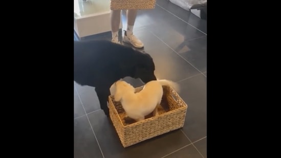 The dog after getting the sweet surprise as the box was opened. (reddit/@asianj1m) The dog after getting the sweet surprise as the box was opened. (reddit/@asianj1m)