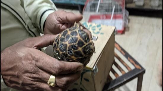 The Indian star tortoise, the sale of which is banned under the Wildlife Protection Act, at a pet shop in the Capital. (Sourced)