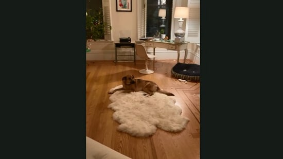 The image, taken from the video, shows the dog sitting on the floor.(Jukin Media)