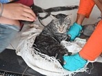 Overall, the cats in the treatment group had better assessment scores than those who received placebos during randomized clinical trials.(AFP) Overall, the cats in the treatment group had better assessment scores than those who received placebos during randomized clinical trials.(AFP)