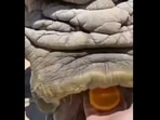 A screengrab showing the close-up of a rhino's face as it is fed an orange. (reddit/@Londoner421) A screengrab showing the close-up of a rhino's face as it is fed an orange. (reddit/@Londoner421)