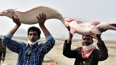 Vendors carry fish to attract customers at a market situated on the banks of the Brahmaputra river on the occasion of Uruka in Guwahati, Assam. (ANI) Vendors carry fish to attract customers at a market situated on the banks of the Brahmaputra river on the occasion of Uruka in Guwahati, Assam. (ANI)