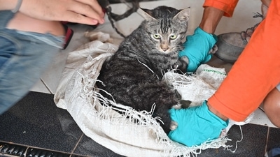 Overall, the cats in the treatment group had better assessment scores than those who received placebos during randomized clinical trials. (AFP) Overall, the cats in the treatment group had better assessment scores than those who received placebos during randomized clinical trials. (AFP)