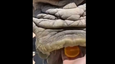 A screengrab showing the close-up of a rhino's face as it is fed an orange. (reddit/@Londoner421) A screengrab showing the close-up of a rhino's face as it is fed an orange. (reddit/@Londoner421)