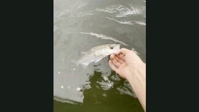 The fish after being released into the water after being saved by the man via CPR. (Jukin Media) The fish after being released into the water after being saved by the man via CPR. (Jukin Media)
