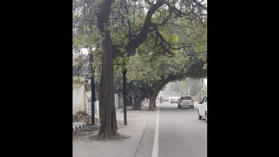 As per information, there are several trees in Ludhiana which are surrounded by concrete within one metre radius. (HT Photo) As per information, there are several trees in Ludhiana which are surrounded by concrete within one metre radius. (HT Photo)