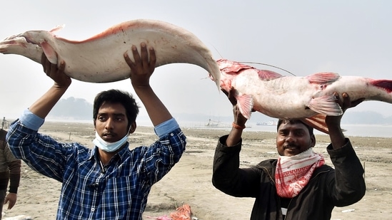 Vendors carry fish to attract customers at a market situated on the banks of the Brahmaputra river on the occasion of Uruka in Guwahati, Assam.(ANI)