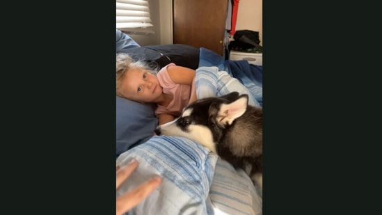 The Husky puppy burying its head next to the little girl after howling to wake her up.&nbsp;(Jukin Media)