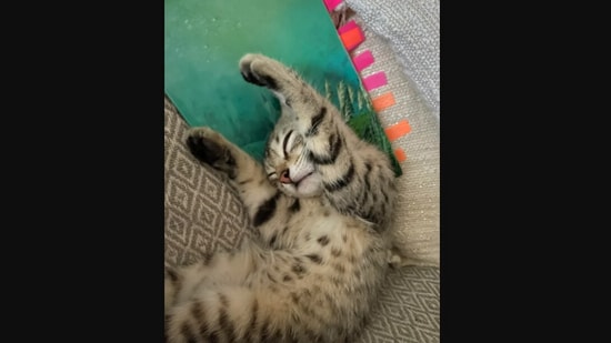 The ‘ridiculously cute’ cat sleeping with her paws up in the air for no reason at all.&nbsp;(reddit/@tayyma)