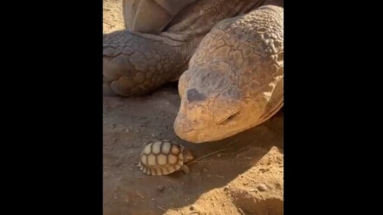 The image shows a huge tortoise Ike meeting one of its babies.(YouTube/@The Tortoise Whisperer)