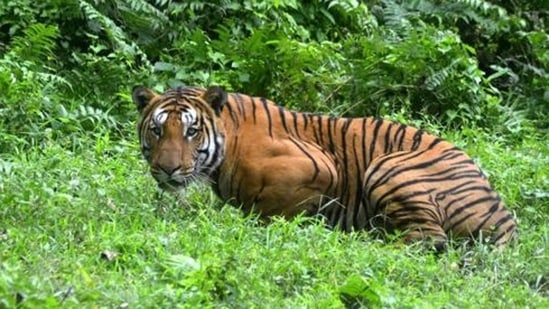 The Sunderbans, formed by the River Ganges and River Brahmaputra, is the world’s largest and only mangrove delta inhabited by tigers.(HT_PRINT)