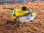 A bull tamer attempts to tame a bull during the 'Avaniyapuram jallikattu' as part of Pongal celebrations in Madurai. A bull tamer attempts to tame a bull during the 'Avaniyapuram jallikattu' as part of Pongal celebrations in Madurai.