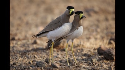 A pair of yellow wattled lapwings (Shutterstock) A pair of yellow wattled lapwings (Shutterstock)