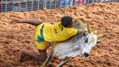 A bull tamer attempts to tame a bull during the 'Avaniyapuram jallikattu' as part of Pongal celebrations in Madurai. (PTI)
