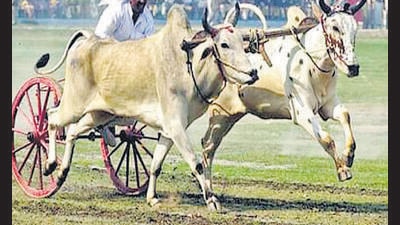 Police book organisers, attendees of illegal bullock cart race in Ambernath village. (For representational purposes only) (HT FILE PHOTO)