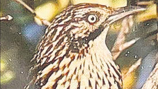 The bird, Mount Victoria Babax, was sighted at Phawngpui (Blue Mountain) National Park, one of the two national parks in Mizoram.