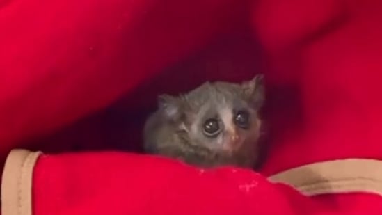 The image, taken from the Instagram video, shows a tiny bush baby.(Instagram/@sheldricktrust)