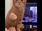 The image, taken from the Reddit video, shows the cat extending its paw towards a human.(Reddit/@mihir6969 1 ) The image, taken from the Reddit video, shows the cat extending its paw towards a human.(Reddit/@mihir6969 1 )