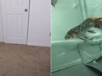 The image on the left shows an empty room and the picture on the right shows the same room after being turned into a fish tank.(YouTube/@Matthew Beem) The image on the left shows an empty room and the picture on the right shows the same room after being turned into a fish tank.(YouTube/@Matthew Beem)