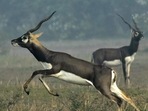 An Indian blackbuck, also known as the Indian antelope, jumps in a field near Bhetnoi village in Odisha. An Indian blackbuck, also known as the Indian antelope, jumps in a field near Bhetnoi village in Odisha.