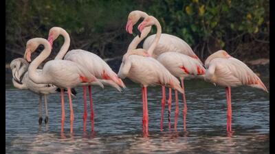 Flamingoes are back in the Kharghar wetlands after two years and seven months. Bird lovers spotted these birds on Friday evening (NARESH CHANDRA SINGH/HT PHOTO)