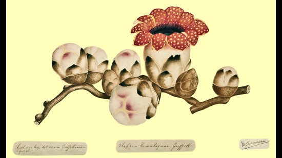 How did our gardens grow? Check out the Botanical Survey’s digital ...