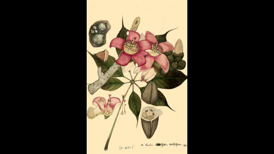 A watercolour of a Bombax heptaphyllum or silk cotton tree flower. (Image courtesy Botanical Survey of India)